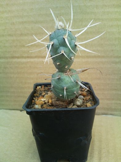 Tephrocactus articulatus v papyracanthus-10lei