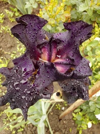 13217284_945128812300280_1513988751303590398_o - IRISI