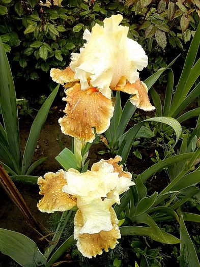 13217236_945128795633615_8524228880808856662_o - IRISI