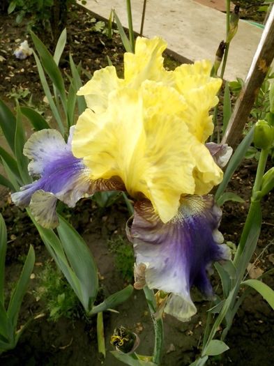 13048005_944030242410137_7489946449017021311_o - IRISI