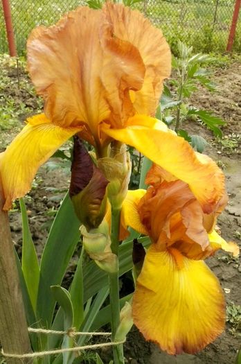 13041060_944030289076799_3874954704610981528_o