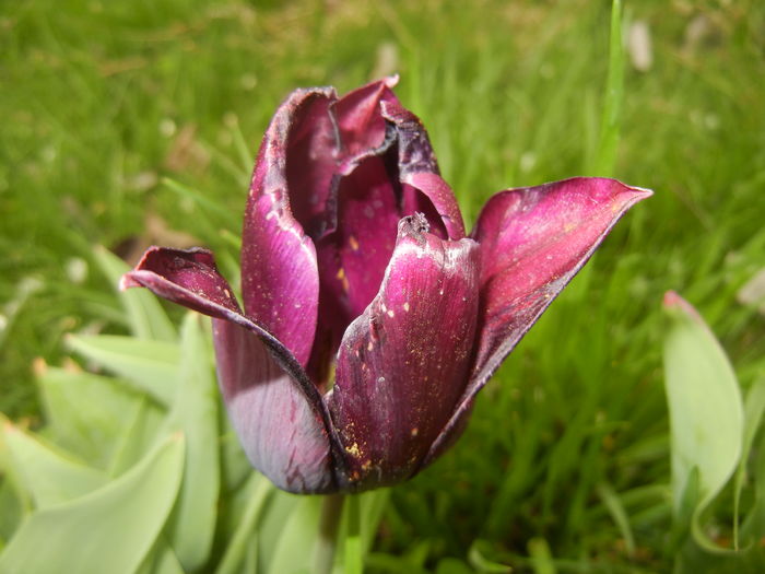 Tulipa Havran (2016, April 14) - Tulipa Havran
