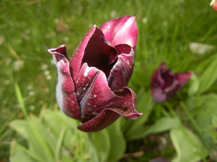 Tulipa Havran (2016, April 14) - Tulipa Havran