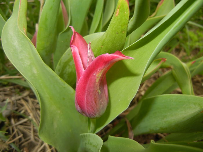 Tulipa Pimpernel (2016, April 14)