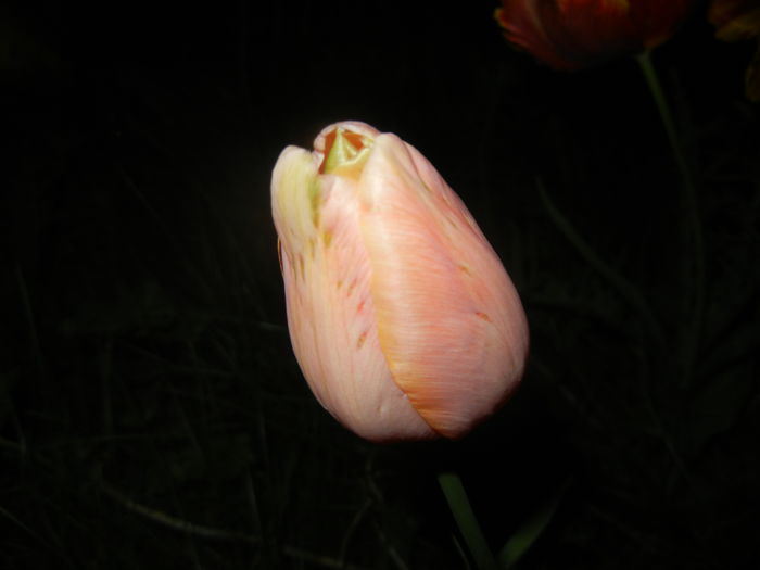 Tulipa Menton (2016, April 15)