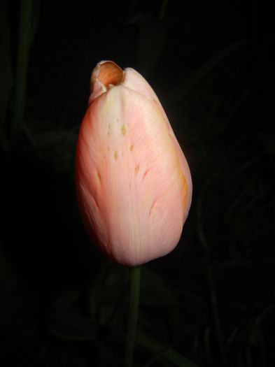 Tulipa Menton (2016, April 15)