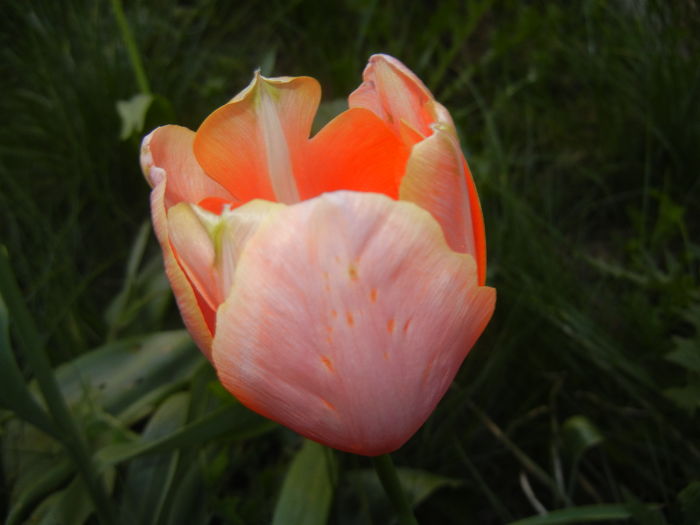 Tulipa Menton (2016, April 17)