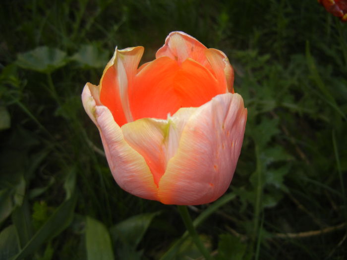 Tulipa Menton (2016, April 17) - Tulipa Menton