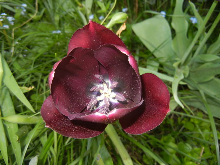 Tulipa Queen of Night (2016, April 17)