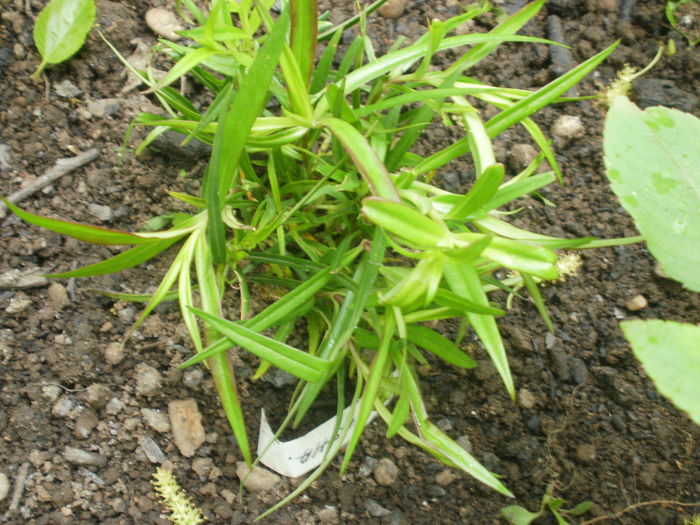 Phlox maculata `Natasha` - Phlox
