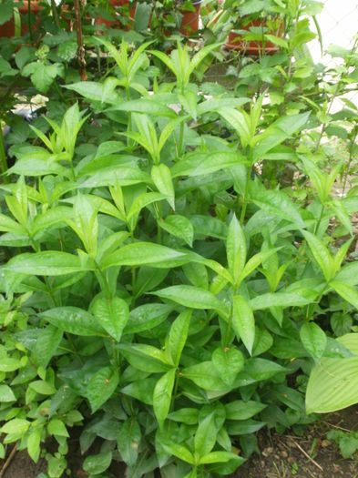  - Phlox