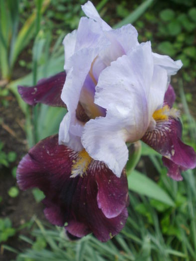 `Lilac Wine` - Iris  2016