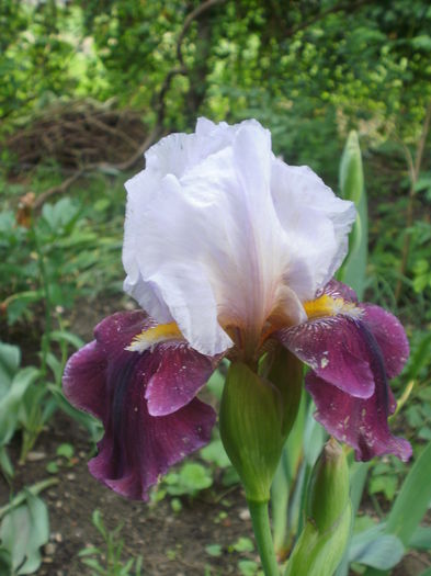 `Lilac Wine` - Iris  2016