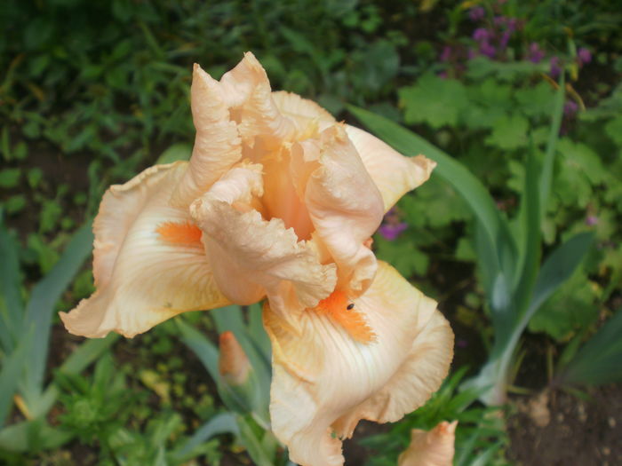 `Edward of Windsor` - Iris  2016