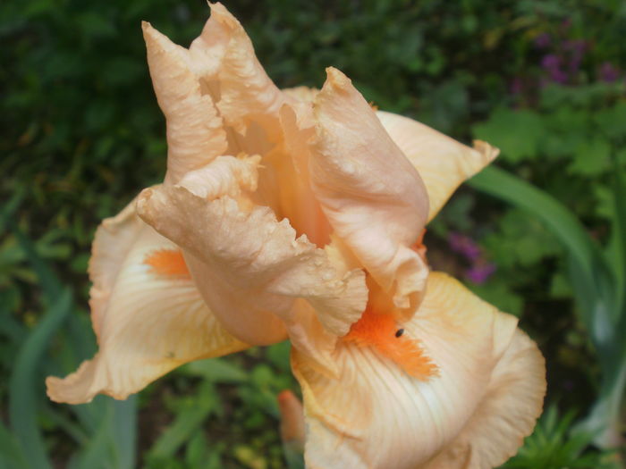 `Edward of Windsor` - Iris  2016