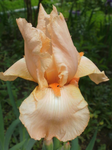 `Edward of Windsor` - Iris  2016