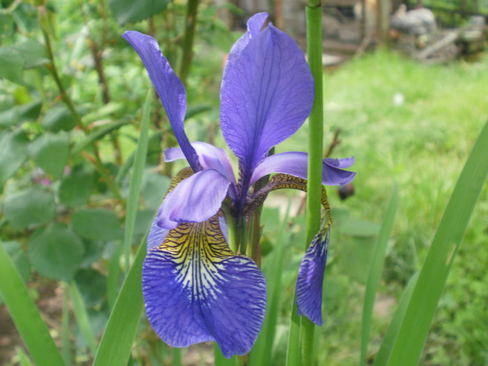  - Iris  2016
