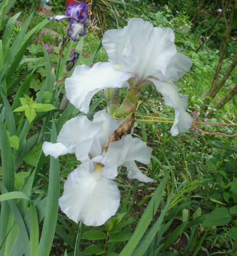 `English Cottage` - Iris  2016