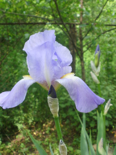 Bleu-movaliu clasic - Iris  2016