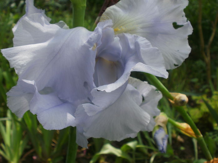 `Blue Sapphire` - Iris  2016
