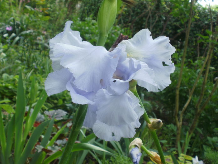 `Blue Sapphire` - Iris  2016