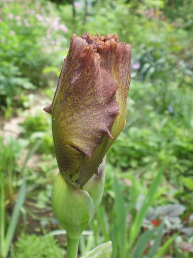 `Rosarita` - Iris  2016