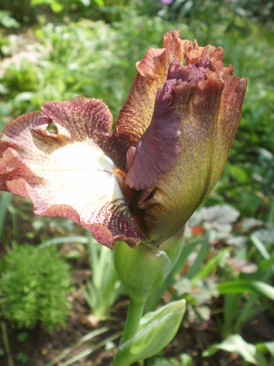 `Rosarita` - Iris  2016