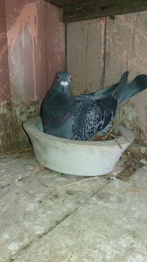 Femela; Marcel Cadariu
