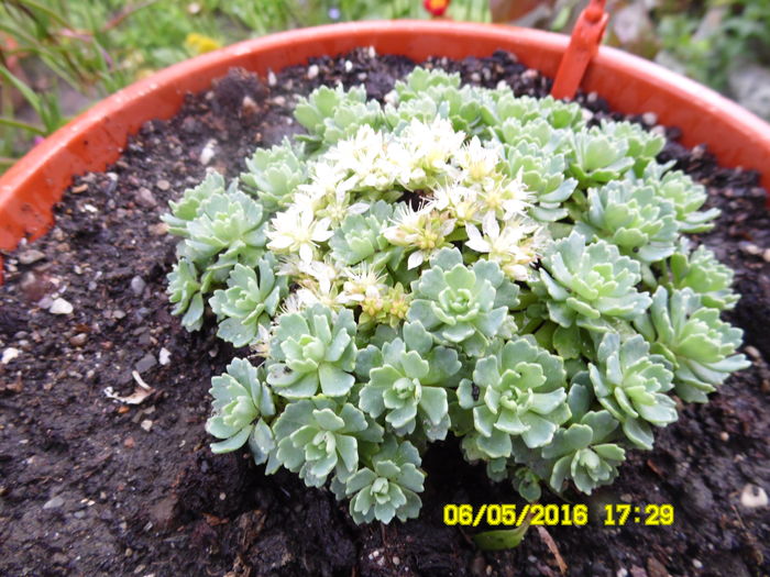 Sedum pachiclados - sEDUM 2016