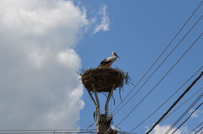 DSC_0018 - Birds  II