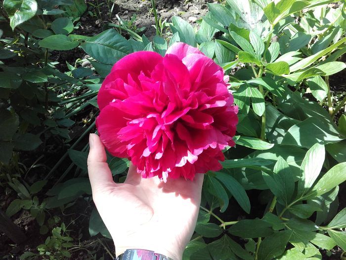  - ALTE FLORI