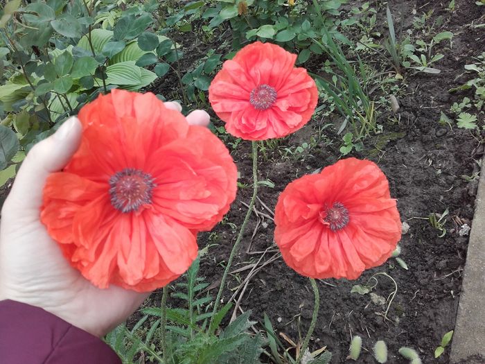  - ALTE FLORI