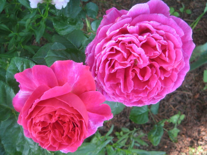 IMG_9491 - Trandafirii mei cei mai frumosi