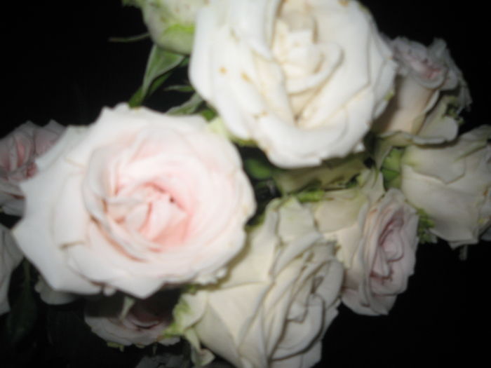 IMG_0586 - Trandafirii mei cei mai frumosi