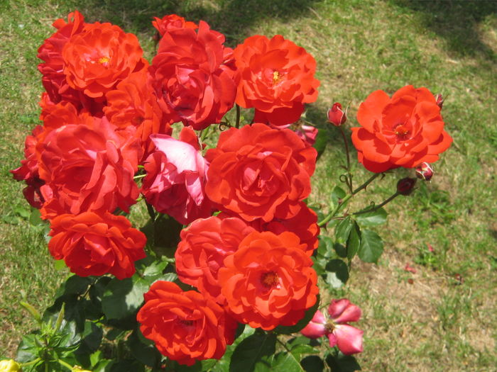 IMG_0494 - Trandafirii mei cei mai frumosi