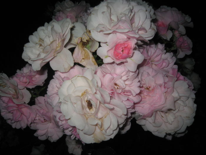 IMG_0591 - Trandafirii mei cei mai frumosi