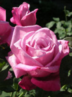 doamnainmov - Trandafirii mei cei mai frumosi