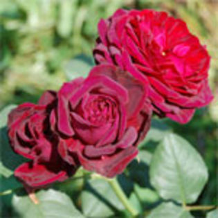 grafinvonhardenberg - Trandafirii mei cei mai frumosi