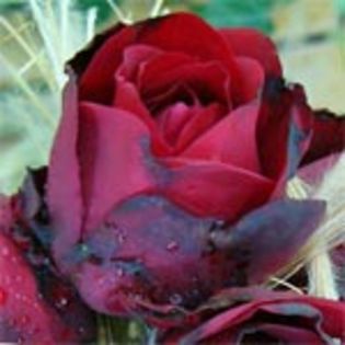ingrid - Trandafirii mei cei mai frumosi
