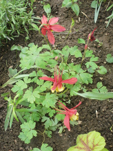  - Plante II
