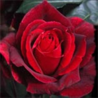 lincoln - Trandafirii mei cei mai frumosi
