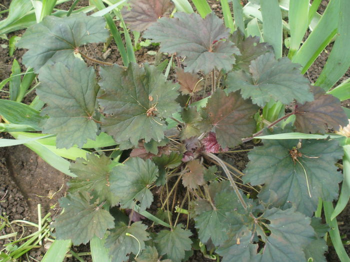  - Plante II