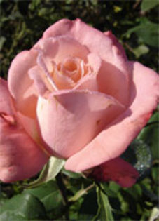 madona - Trandafirii mei cei mai frumosi