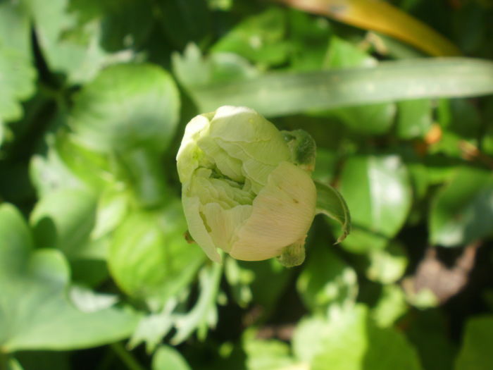  - Plante II