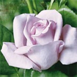 mainzer - Trandafirii mei cei mai frumosi