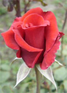 redberlin - Trandafirii mei cei mai frumosi