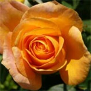 remymartin - Trandafirii mei cei mai frumosi