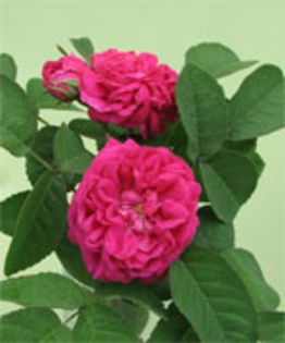 rosederesht - Trandafirii mei cei mai frumosi