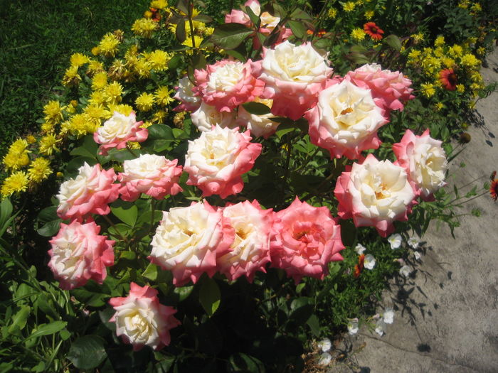 IMG_1218 - Trandafirii mei cei mai frumosi