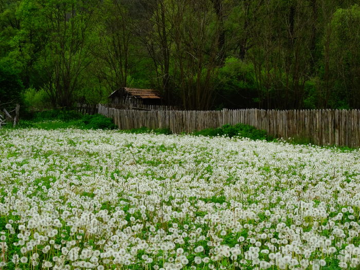 DSC06460 - De prin natura 2016